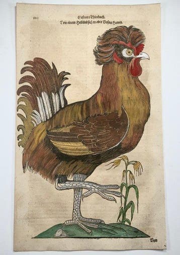 Conrad Gessner [b1516]; folio woodcut, hand coloured -