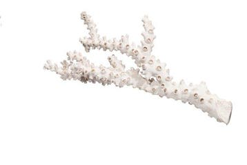 Grote steenkoraal (Astkoraal) – wit, 41 cm breed, in