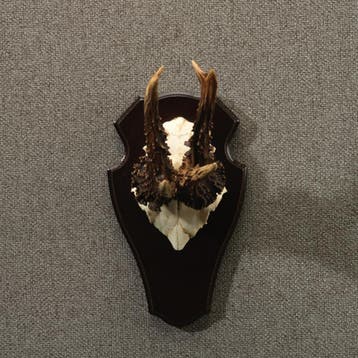 Reebok Gewei Taxidermie Opgezette Dieren By Max, Ophalen of Verzenden, Nieuw, Wild dier, Opgezet dier