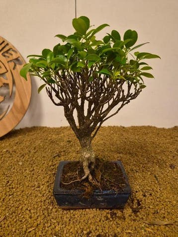 Bonsaï Figuier (Ficus) - Hauteur (arbre) : 30 cm -