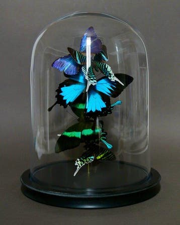 Vlinder Taxidermie volledige montage - Urania leilus, Morpho
