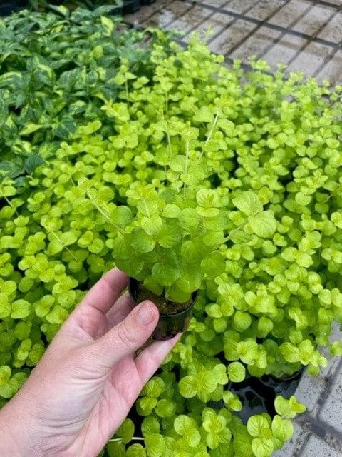 Lysimachia Aurea (Aquariumplanten, Aquarium producten), Dieren en Toebehoren, Vissen | Aquaria en Toebehoren, Plant(en), Steen of Hout