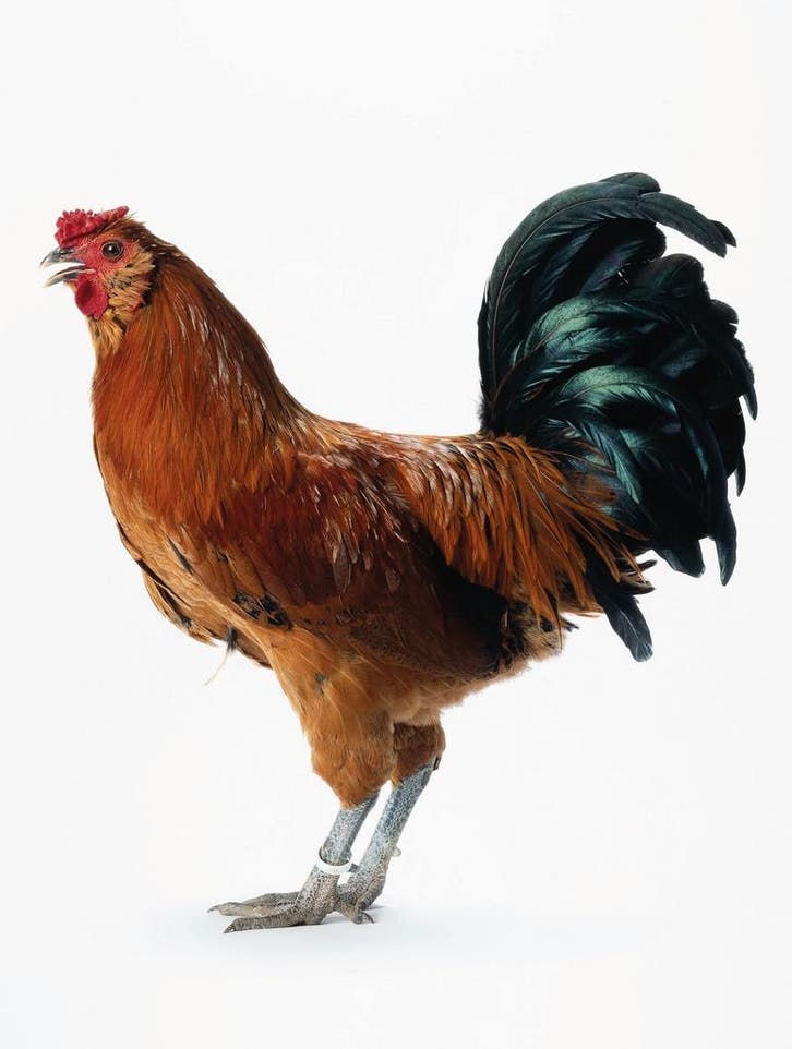 Koen Vanmechelen – Mechelse Owlbeard (2004), Antiquités & Art, Art | Lithographies & Sérigraphies