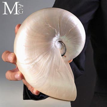 Nautilus Pompilius - Gepolijste parelmoeren schelp - 180 mm, Antiek en Kunst