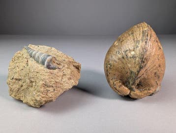 Fantastische fossiele slakkenhuizen - Gefossiliseerde schelp, Verzamelen
