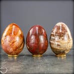 Natuurlijk versteend hout eieren-set – Zeldzame fossiele