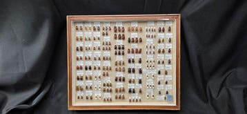 Large South America Beetles Dynastinae Collection (60x40 cm, Verzamelen, Nieuw