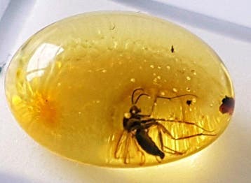 Natuurlijke Baltische amber met fossiele insecteninclusie in