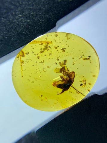 Amber - Barnsteen - Flower in amber - 14.5 mm - 12.6 mm