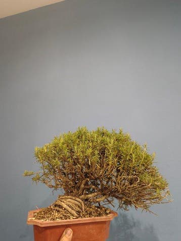 Bonsaï de romarin - Hauteur (arbre) : 25 cm - Profondeur