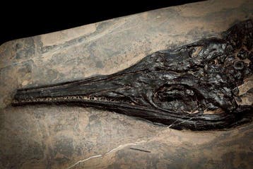 Fossiel - Fossiele matrix - Mixosaurus - 54 cm - 21.5 cm