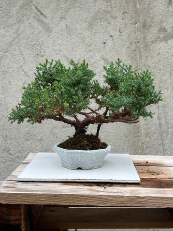 Bonsaï Genévrier (Juniperus) - Hauteur (arbre) : 18 cm -