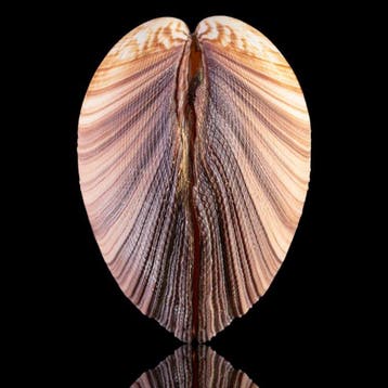 Curiosités marines : Grande coquille bivalve Coquillage, Verzamelen