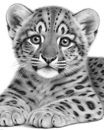 Schu - Snow Leopard Cub