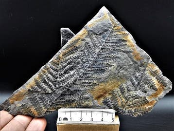Varen - Gefossiliseerde plant - Lobatopteris miltoni (Artis, Collections