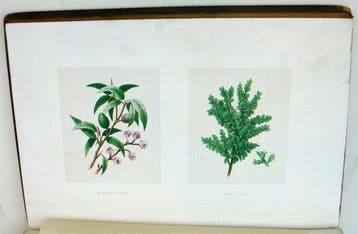 John Hutton Balfour - The plants of the Bible : trees and