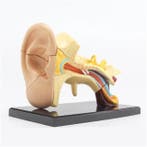 Anatomisch mini-oormodel ST-ATM 68, Verzenden