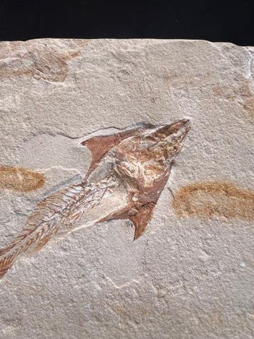 Vis - Fossiel skelet - Coccodus et Armigatus - 14.5 cm - 27