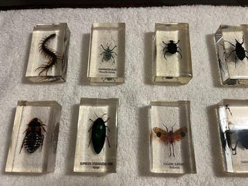 Themacollectie - Verzameling van insecten in transparante