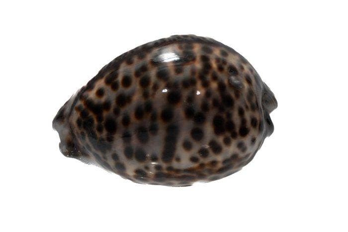 Cypraea tigris 105mm GEM  Reusachtig exemplaar boven 100mm, Antiquités & Art, Curiosités & Brocante