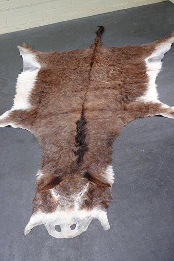 African Donkey skin Taxidermie wandmontage - Equus africanus