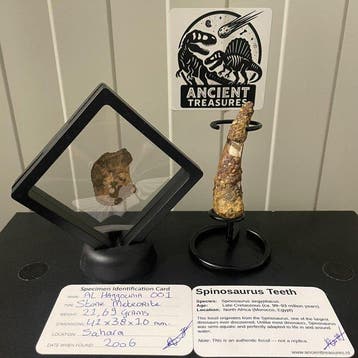 Dinosaurus Tand - HUGE Spinosaurus aegyptiacus tand | 8,0 cm