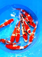 Hirasawa Marusei  32-40 cm (Japanse Koi), Ophalen of Verzenden