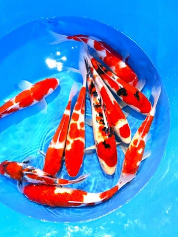Hirasawa Marusei  32-40 cm (Japanse Koi), Ophalen of Verzenden, Nieuw