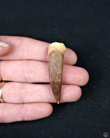 Reptile marin - Dent fossile - Plesiosaurus sp. (Sans prix