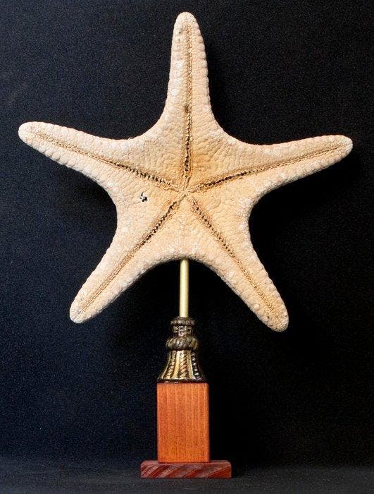 Zeester Taxidermie volledige montage - PENTACERASTER, Antiek en Kunst, Curiosa en Brocante