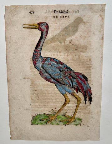 Conrad Gesner - Vogelbuch - 1617