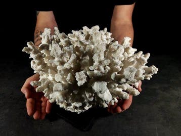 enorme vertakking van Acropora-koraal Taxidermie volledige, Nieuw