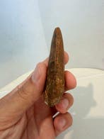 Dinosaure - Dent fossile - carcharodontosaurus saharicus -