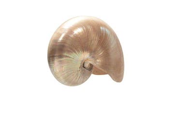 zeer grote - enorme Nautilus  adembenemend gepolijst, Nieuw