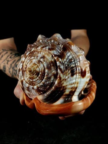 énorme escargot de mer Support de corps entier pour, Collections