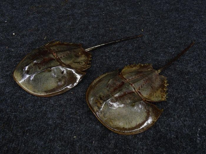 Degenkrab Taxidermie volledige montage - crabus crabus - 20, Collections, Collections Animaux