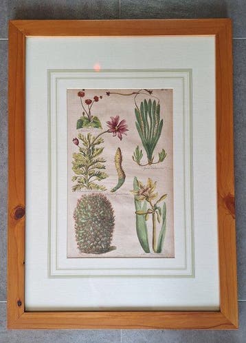 Sir John Hill (1714-1775) - The Vegetable System