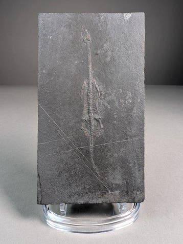 Zeereptiel - Fossiele plaatmatrix - Keichousaurus hui - 17.2
