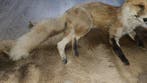 Vos Support de corps entier pour taxidermie - Vulpes vulpes, Collections