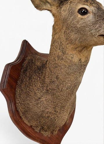 Reebok Taxidermie wandmontage - TROFEO di CAPRIOLO - Corna