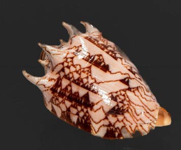 Uitstekende Cymbiola imperialis - Intense Donkere Imperiale