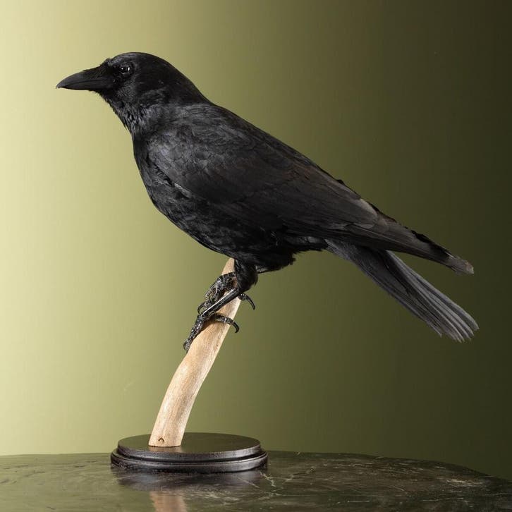 Kraai Taxidermie Opgezette Dieren By Max, Collections, Collections Animaux, Enlèvement ou Envoi