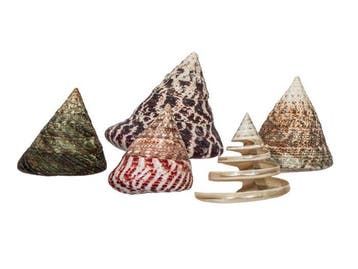 Verzameling Rochia (5 stuks) | Ø 5,0 tot 8,0 cm |, Nieuw