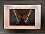 Papillon Support de corps entier pour taxidermie - Papilio