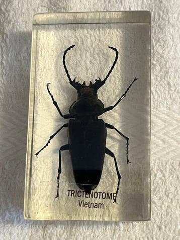 Themacollectie - Insectenverzameling in transparante hars