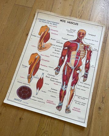 J. Anscombre - La Maison des Instituteurs - Nos Muscles / Le