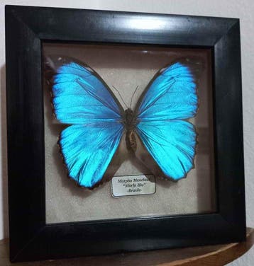 Papillon Support de corps entier pour taxidermie - Morpho