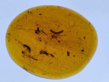 Ambre de Birmanie - Ambre - Collection of Three Burmese