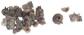 Delphinula Laciniata schelpen 1 kilo, Nieuw