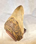 Megalodon tooth - Fossiele tand - Otodus Megalodon - 12.54, Verzamelen